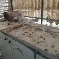 کفتر