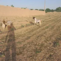 فروش بز شیری ویک میش چاق وجوان برآب قربانی