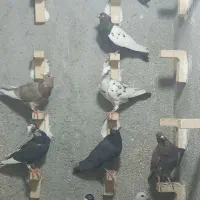 کفتر