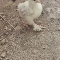 جوجه 20 روزه برهما لایت کینگ