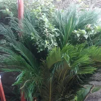 سیکاس