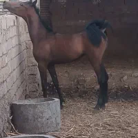 دزفول جاده بنه حاجات