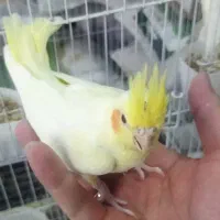 جوجه عروس هلندی سرلاکی جوجه مینا شاه تخم