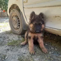 سگ ژرمن