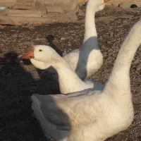 جوجه غاز۱۰روزه و مرغ شاخدار یکماهه