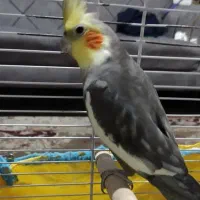 عروس هلندی