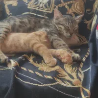 ولگذاری دو بچه گربه