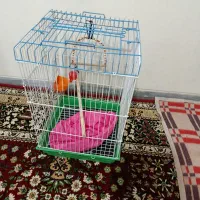 قفس
