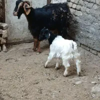 بز بزغاله دار