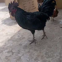 مرغ خروس نژاد دار