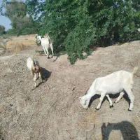 کسی ک خریدارهست بیادازنزدیک ببین بخره