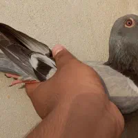 تعدادی کبوتر