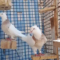 طوقی نر مست