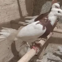 کفتر
