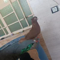 کفتر