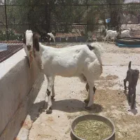 فروش بز