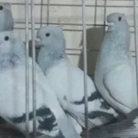 کبوتر