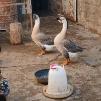 قوغاز لوکس اصیل بندر هندیجان