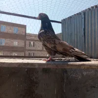 طوقی قدار نر