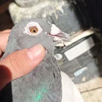 پرنده پلاکیی شناسنامه دار