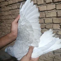 کفتر|پرنده|خرمشهر, |دیوار