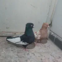 جفتی خوب