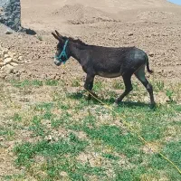 الاغ ماده گله ای آبستن