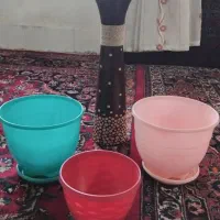 گلدان|گل و گیاه طبیعی|مشهد, سناباد|دیوار