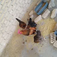 مرغ و خروس محلی