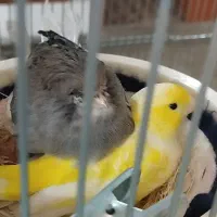 جفت مولد با جوجه و تخم.نر بخون