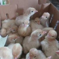 بوقلمون گوشتی