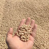 نخود آبگوشتی کرماشاه