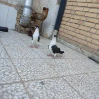 جوجه دمگیر