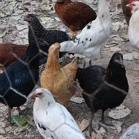 30عدد مرغ شش ماهه تخم گذار