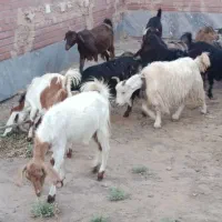 بز چبیش ماده