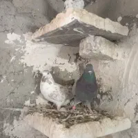 کبوتر|پرنده|ملکشاهی, |دیوار