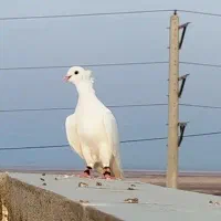 جوجه طوقی کامل سفید