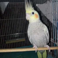 جوجه عروس فول رام