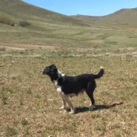 سگ ماده گله ای