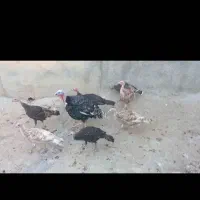 بوقلمون