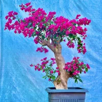 گل کاغذی بونسای