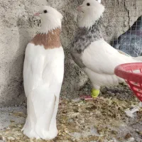 یک جفت طوقی درجه یک