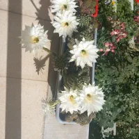 استخدام نیروی ماهر کافی نت