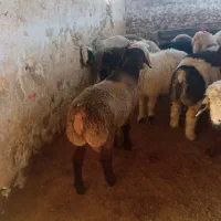 بره چاق