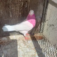 کفتر ماده گرفتنی تیر ماه