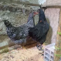 دو عدد مرغ