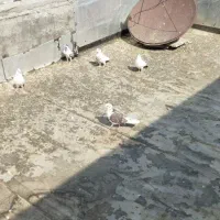 کبوتر