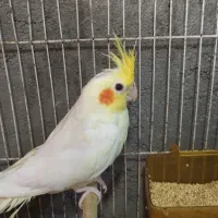 عروس لوتینو ماده با جوجه