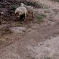 میش بردار