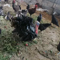 فروش یکجا